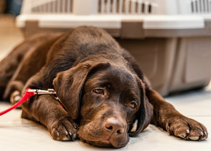 Senior pet care in Topeka